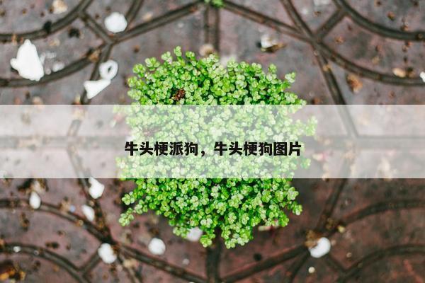 牛头梗派狗，牛头梗狗图片