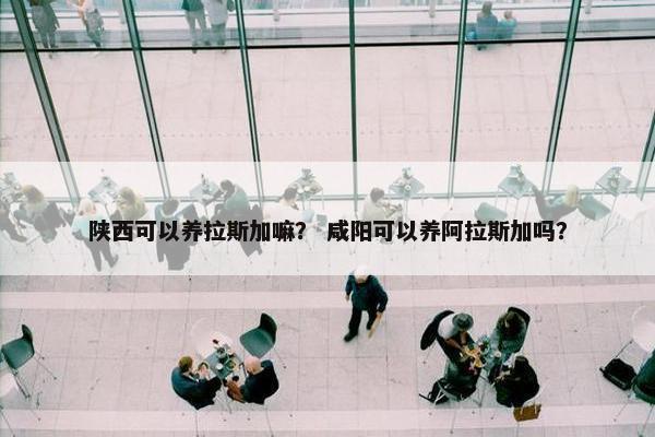 陕西可以养拉斯加嘛？ 咸阳可以养阿拉斯加吗？