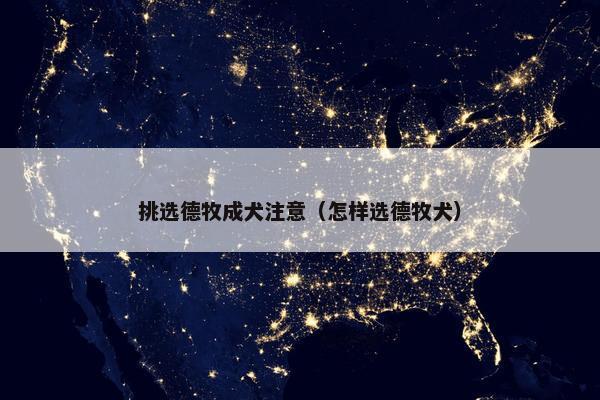挑选德牧成犬注意（怎样选德牧犬）