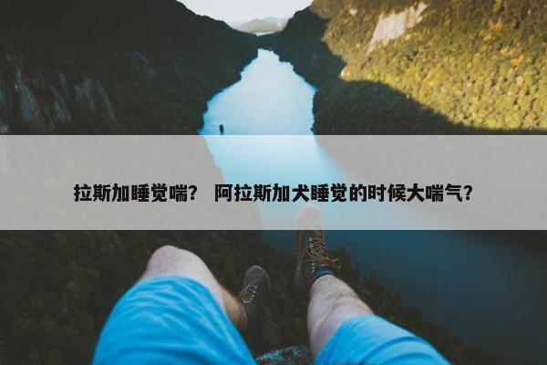 拉斯加睡觉喘？ 阿拉斯加犬睡觉的时候大喘气？