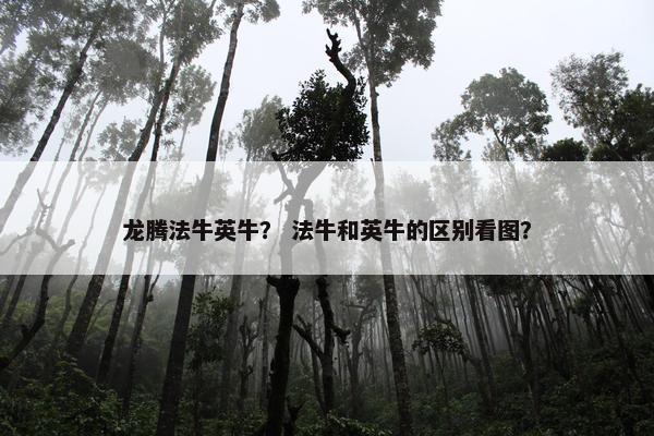 龙腾法牛英牛？ 法牛和英牛的区别看图？
