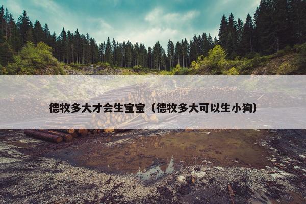 德牧多大才会生宝宝（德牧多大可以生小狗）
