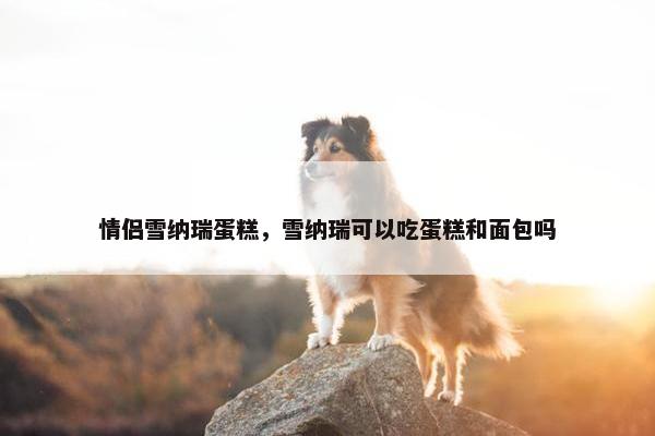 情侣雪纳瑞蛋糕，雪纳瑞可以吃蛋糕和面包吗