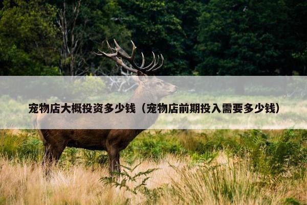 宠物店大概投资多少钱（宠物店前期投入需要多少钱）