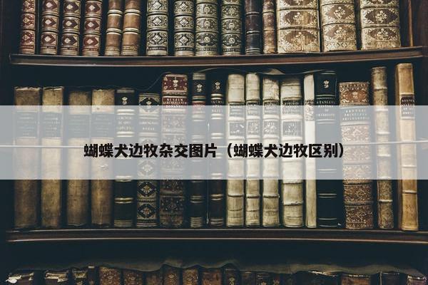 蝴蝶犬边牧杂交图片（蝴蝶犬边牧区别）