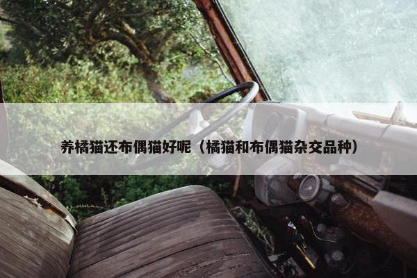 养橘猫还布偶猫好呢（橘猫和布偶猫杂交品种）