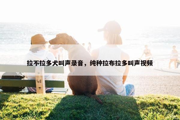 拉不拉多犬叫声录音，纯种拉布拉多叫声视频