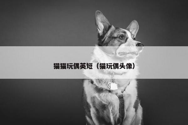 猫猫玩偶英短（猫玩偶头像）