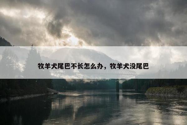 牧羊犬尾巴不长怎么办，牧羊犬没尾巴