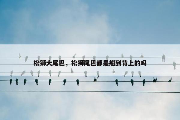 松狮大尾巴，松狮尾巴都是翘到背上的吗