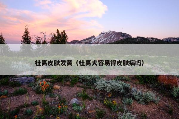 杜高皮肤发黄（杜高犬容易得皮肤病吗）