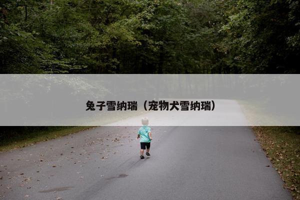 兔子雪纳瑞（宠物犬雪纳瑞）