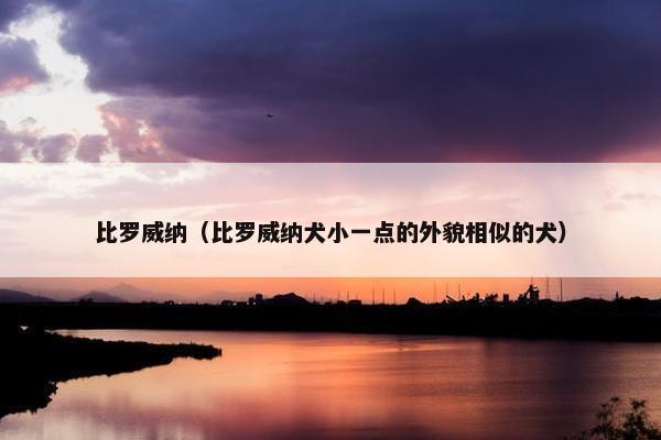 比罗威纳（比罗威纳犬小一点的外貌相似的犬）