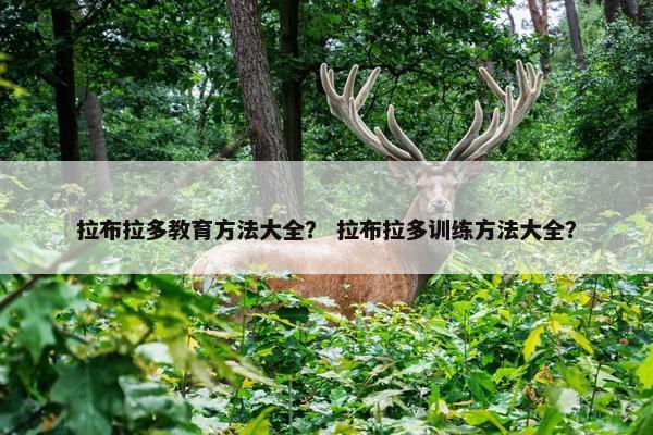 拉布拉多教育方法大全？ 拉布拉多训练方法大全？