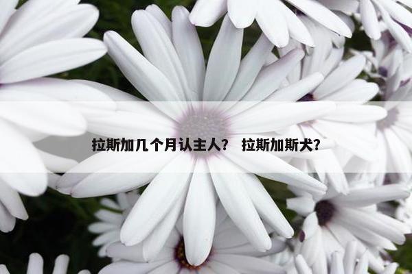 拉斯加几个月认主人？ 拉斯加斯犬？