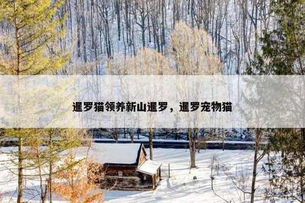 暹罗猫领养新山暹罗，暹罗宠物猫