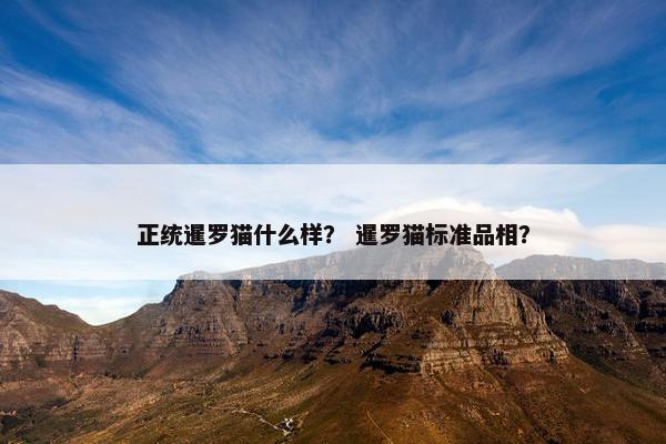 正统暹罗猫什么样？ 暹罗猫标准品相？
