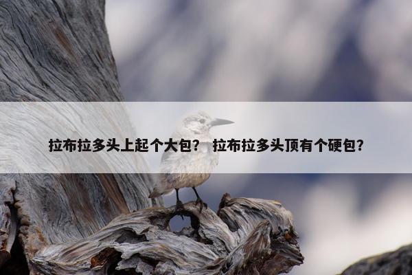 拉布拉多头上起个大包？ 拉布拉多头顶有个硬包？