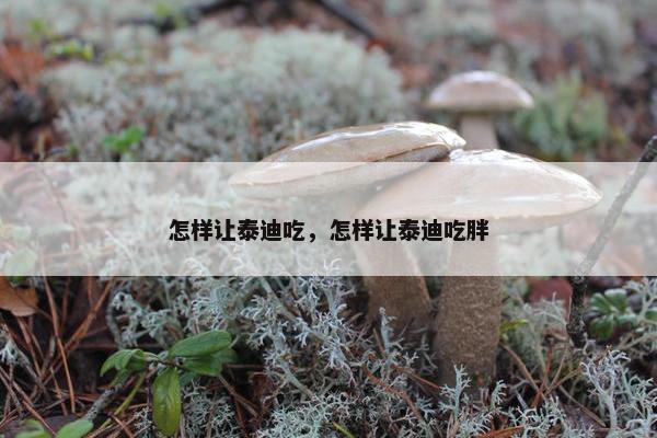 怎样让泰迪吃，怎样让泰迪吃胖