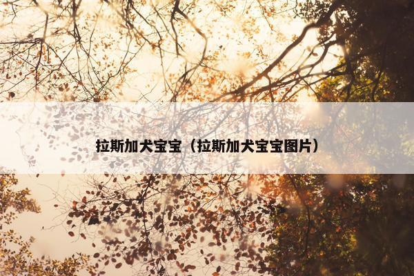 拉斯加犬宝宝（拉斯加犬宝宝图片）