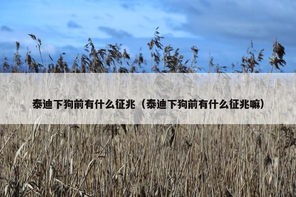 泰迪下狗前有什么征兆（泰迪下狗前有什么征兆嘛）