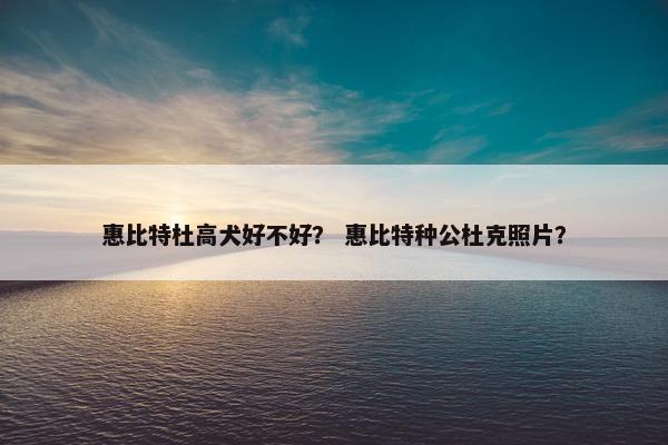 比特犬 第27页