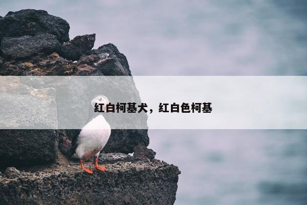 红白柯基犬，红白色柯基