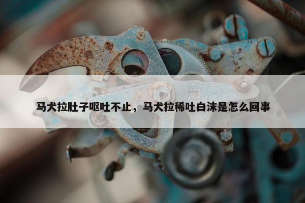 马犬拉肚子呕吐不止，马犬拉稀吐白沫是怎么回事