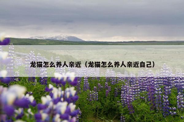 龙猫怎么养人亲近（龙猫怎么养人亲近自己）