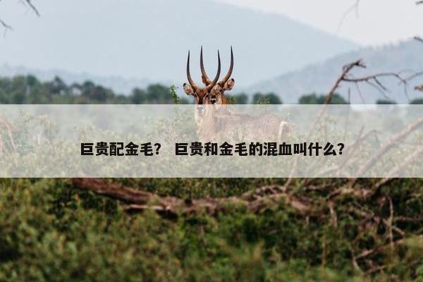 巨贵配金毛？ 巨贵和金毛的混血叫什么？