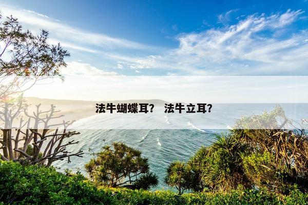 法牛蝴蝶耳？ 法牛立耳？