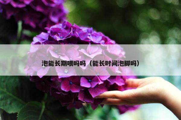 小鸡