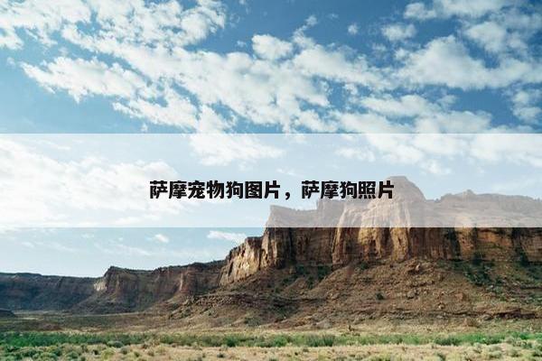 萨摩宠物狗图片，萨摩狗照片