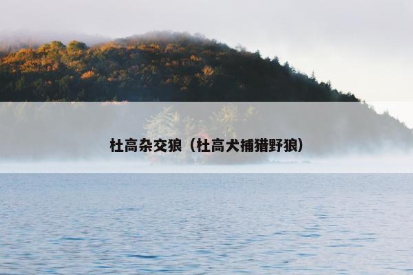 杜高杂交狼（杜高犬捕猎野狼）