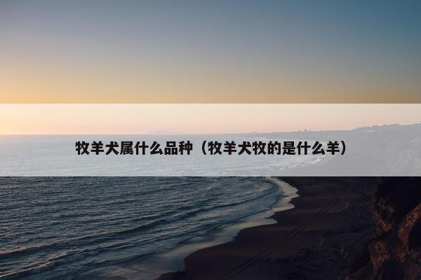 牧羊犬属什么品种（牧羊犬牧的是什么羊）