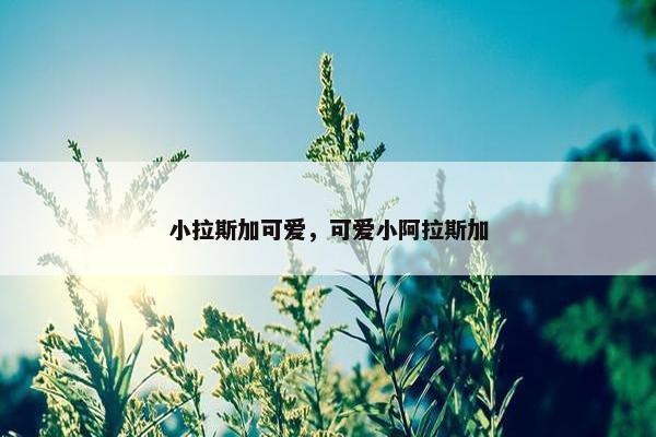 小拉斯加可爱，可爱小阿拉斯加