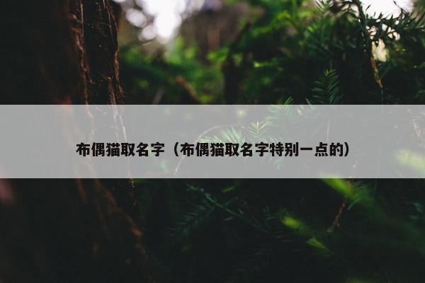 布偶猫取名字（布偶猫取名字特别一点的）