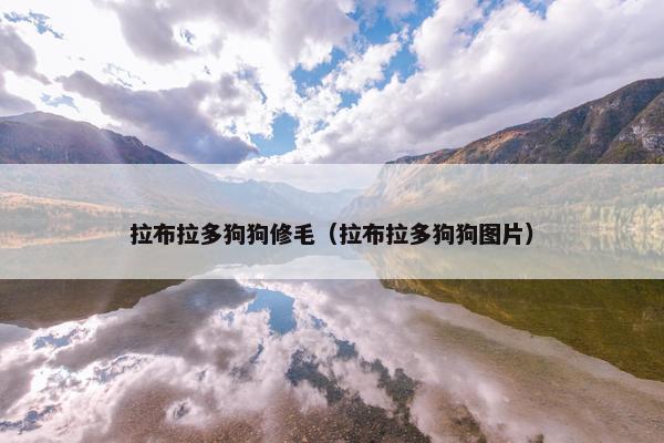拉布拉多狗狗修毛（拉布拉多狗狗图片）