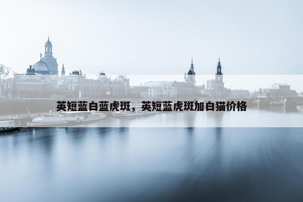 英短蓝白蓝虎斑，英短蓝虎斑加白猫价格