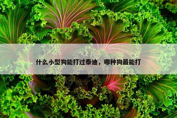 什么小型狗能打过泰迪，哪种狗最能打