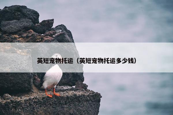 英短宠物托运（英短宠物托运多少钱）