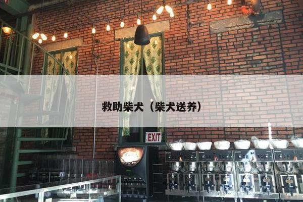 救助柴犬（柴犬送养）