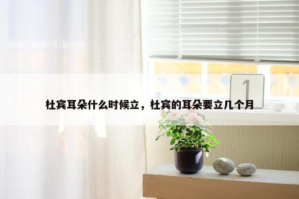 杜宾耳朵什么时候立，杜宾的耳朵要立几个月