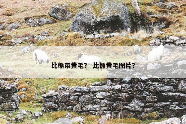 比熊带黄毛？ 比熊黄毛图片？