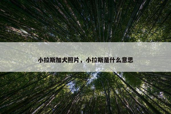 小拉斯加犬照片，小拉斯是什么意思