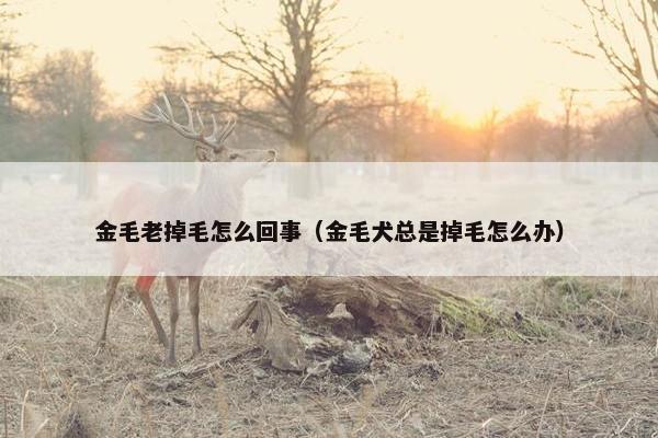 金毛老掉毛怎么回事（金毛犬总是掉毛怎么办）