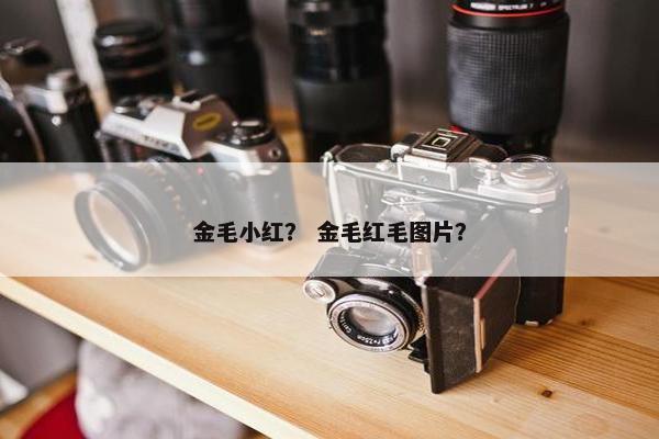 金毛小红？ 金毛红毛图片？