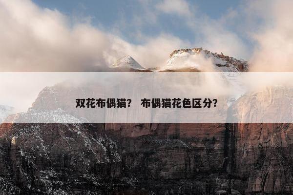双花布偶猫？ 布偶猫花色区分？
