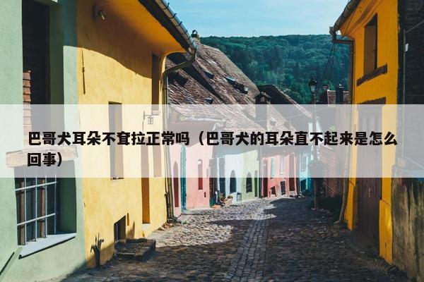 巴哥犬耳朵不耷拉正常吗（巴哥犬的耳朵直不起来是怎么回事）