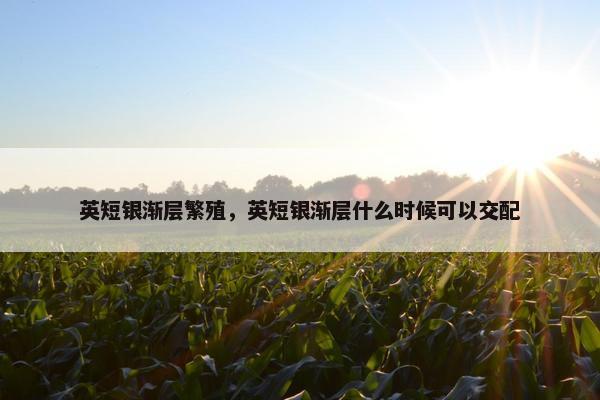 英短银渐层繁殖，英短银渐层什么时候可以交配